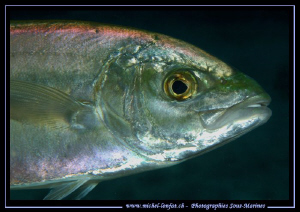 Encounter with this beautiful Jack Fish in Bonaire... Que... by Michel Lonfat 